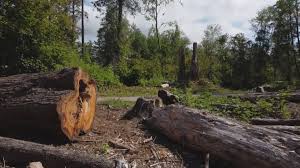 Best Tree and Shrub Care  in Centreville, VA
