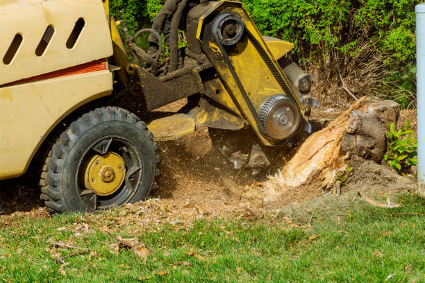 Best Leaf Removal  in Centreville, VA