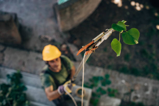 Best Hazardous Tree Removal  in Centreville, VA