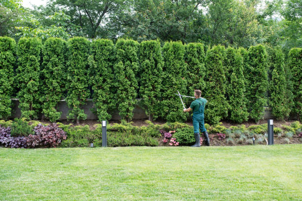 Best Tree Preservation Services  in Centreville, VA