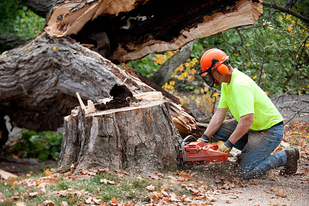 Best Soil Testing and Treatment  in Centreville, VA