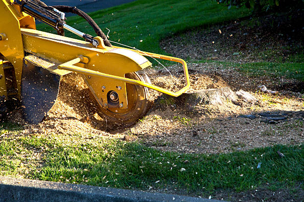 Best Lawn Renovation and Restoration  in Centreville, VA