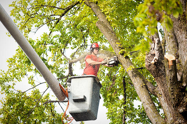 Best Root Management and Removal  in Centreville, VA
