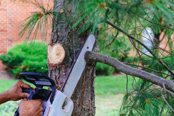 How Our Tree Care Process Works  in  Centreville, VA